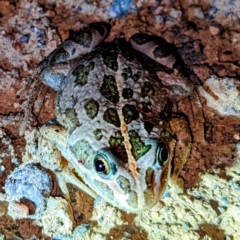 Limnodynastes tasmaniensis (Spotted Grass Frog) at Kambah, ACT - 25 Dec 2021 by HelenCross