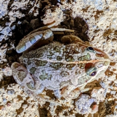 Limnodynastes tasmaniensis at Kambah, ACT - 25 Dec 2021