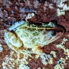 Limnodynastes tasmaniensis at Kambah, ACT - 25 Dec 2021 09:38 PM