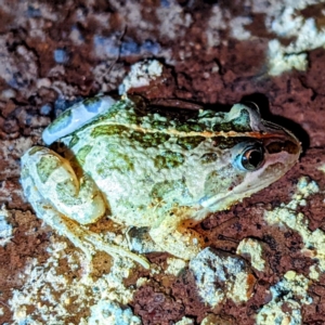 Limnodynastes tasmaniensis at Kambah, ACT - 25 Dec 2021