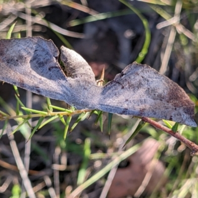 Circopetes obtusata (Grey Twisted Moth) at Currawang, NSW - 22 Dec 2021 by camcols