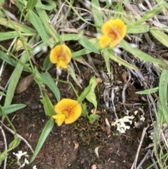 Zornia dyctiocarpa var. dyctiocarpa (Zornia) at Pialligo, ACT - 25 Dec 2021 by SilkeSma