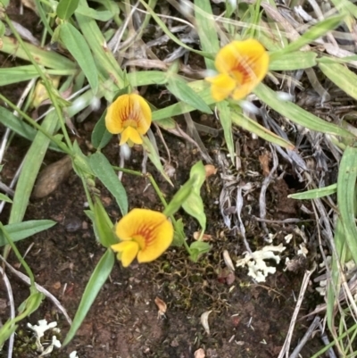 Zornia dyctiocarpa var. dyctiocarpa (Zornia) at Mount Ainslie - 25 Dec 2021 by SilkeSma