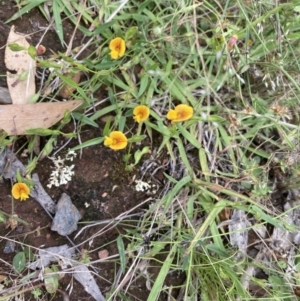 Zornia dyctiocarpa var. dyctiocarpa at Pialligo, ACT - 26 Dec 2021