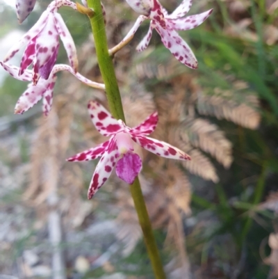 Dipodium variegatum (Blotched Hyacinth Orchid) at Jervis Bay, JBT - 21 Dec 2021 by AlexJ