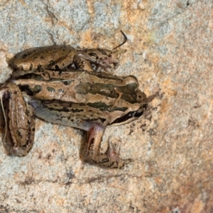 Limnodynastes peronii at Macgregor, ACT - 27 Dec 2021