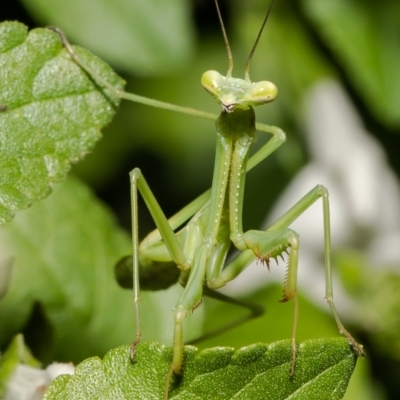 Orthodera ministralis (Green Mantid) at Macgregor, ACT - 27 Dec 2021 by Roger