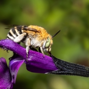 Amegilla (Zonamegilla) asserta at Macgregor, ACT - suppressed