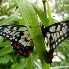 Papilio anactus (Dainty Swallowtail) at Queanbeyan, NSW - 27 Dec 2021 by Paul4K