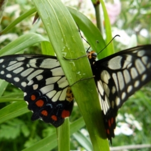 Papilio anactus at Queanbeyan, NSW - suppressed