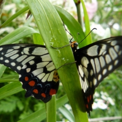 Papilio anactus (Dainty Swallowtail) at Queanbeyan, NSW - 27 Dec 2021 by Paul4K
