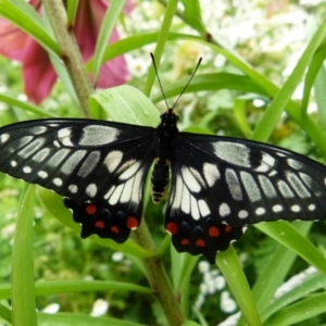 Papilio anactus at Queanbeyan, NSW - suppressed