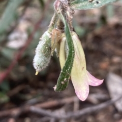 Billardiera scandens (Hairy Apple Berry) at Burra, NSW - 27 Dec 2021 by Safarigirl