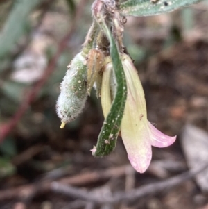 Billardiera scandens at Burra, NSW - 27 Dec 2021