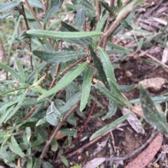 Billardiera scandens at Burra, NSW - 27 Dec 2021