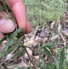 Billardiera scandens at Burra, NSW - 27 Dec 2021