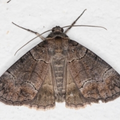 Dysbatus undescribed species (A Line-moth) at Melba, ACT - 23 Oct 2021 by kasiaaus