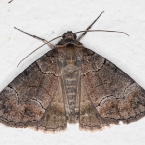 Dysbatus undescribed species at Melba, ACT - 23 Oct 2021