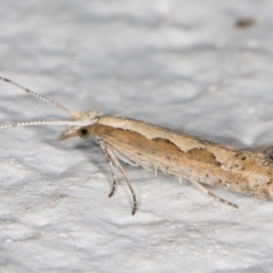 Plutella xylostella at Melba, ACT - 23 Oct 2021