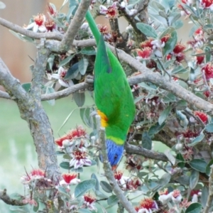 Trichoglossus moluccanus at Symonston, ACT - 23 Dec 2021