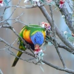 Trichoglossus moluccanus at Symonston, ACT - 23 Dec 2021