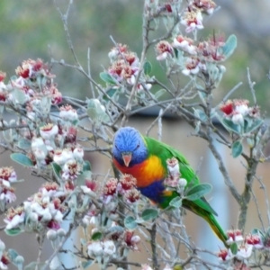 Trichoglossus moluccanus at Symonston, ACT - 23 Dec 2021