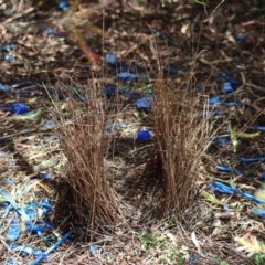 Ptilonorhynchus violaceus at Kambah, ACT - 25 Dec 2021