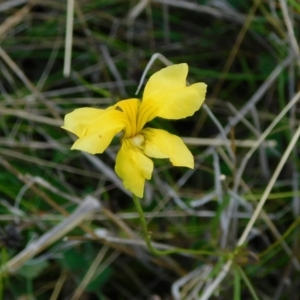 Goodenia pinnatifida at Jerrabomberra, ACT - 29 Nov 2021 04:10 PM