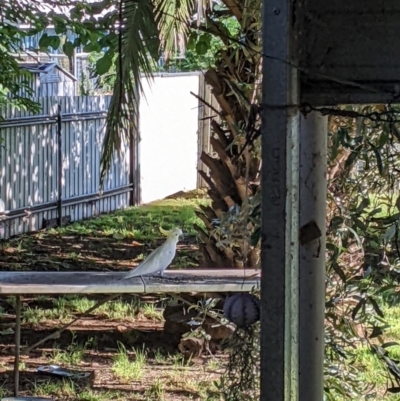 Cacatua galerita (Sulphur-crested Cockatoo) at Wellington, NSW - 24 Dec 2021 by Darcy