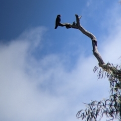 Eurystomus orientalis (Dollarbird) at Apsley, NSW - 26 Dec 2021 by Darcy