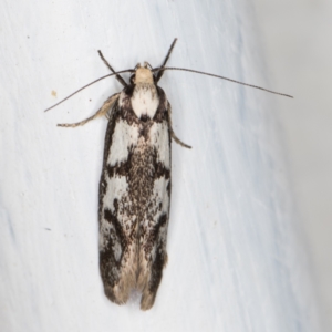 Eusemocosma pruinosa at Melba, ACT - 23 Oct 2021 07:30 PM