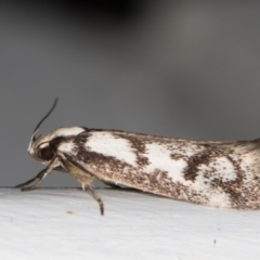 Eusemocosma pruinosa at Melba, ACT - 23 Oct 2021 07:30 PM