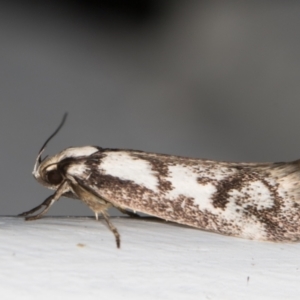 Eusemocosma pruinosa at Melba, ACT - 23 Oct 2021