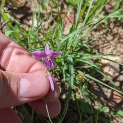 Arthropodium fimbriatum (Nodding Chocolate Lily) at Yarragal, NSW - 26 Dec 2021 by Darcy