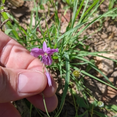 Arthropodium fimbriatum (Nodding Chocolate Lily) at Yarragal, NSW - 26 Dec 2021 by Darcy