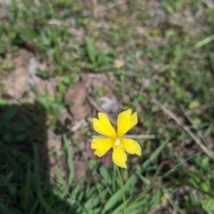 Goodenia sp. (Goodenia) at Yarragal, NSW - 26 Dec 2021 by Darcy