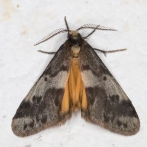 Anestia (genus) at Melba, ACT - 23 Oct 2021 07:39 PM