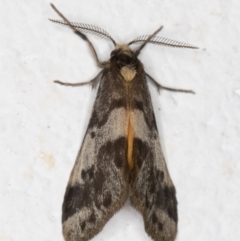 Anestia (genus) at Melba, ACT - 23 Oct 2021 07:39 PM