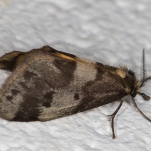 Anestia (genus) at Melba, ACT - 23 Oct 2021 07:39 PM