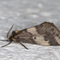 Anestia (genus) at Melba, ACT - 23 Oct 2021 07:39 PM