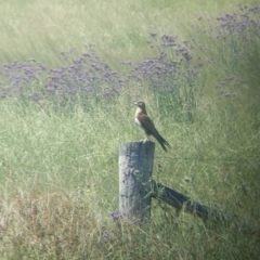 Falco berigora (Brown Falcon) at Yarragal, NSW - 26 Dec 2021 by Darcy