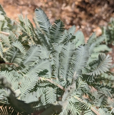 Acacia baileyana (Cootamundra Wattle, Golden Mimosa) at Lake Burrendong, NSW - 27 Dec 2021 by Darcy