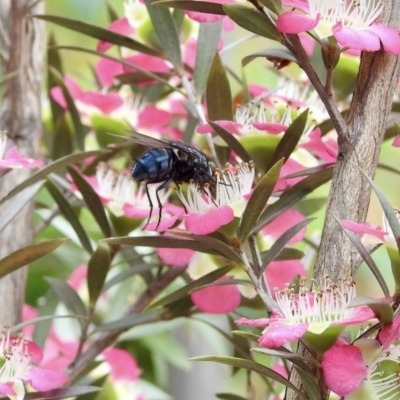 Calliphora vicina (European bluebottle) at Burradoo, NSW - 25 Dec 2021 by GlossyGal