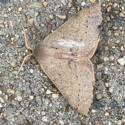 Arhodia lasiocamparia (Pink Arhodia) at Jerrabomberra, NSW - 27 Dec 2021 by Steve_Bok