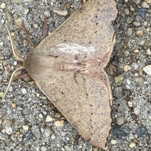 Arhodia lasiocamparia at Jerrabomberra, NSW - suppressed