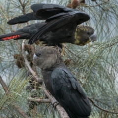 Calyptorhynchus lathami (Glossy Black-Cockatoo) at Pearce, ACT - 27 Dec 2021 by patrickcox