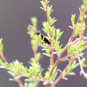 Lycidae (family) at Burragate, NSW - 22 Dec 2021 09:41 AM