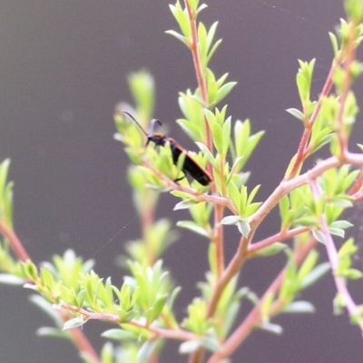 Lycidae sp. (family) at Burragate, NSW - 21 Dec 2021 by KylieWaldon