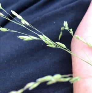 Poa labillardierei at Rendezvous Creek, ACT - 21 Dec 2021