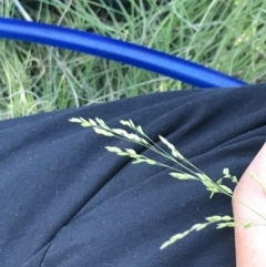 Poa labillardierei at Rendezvous Creek, ACT - 21 Dec 2021